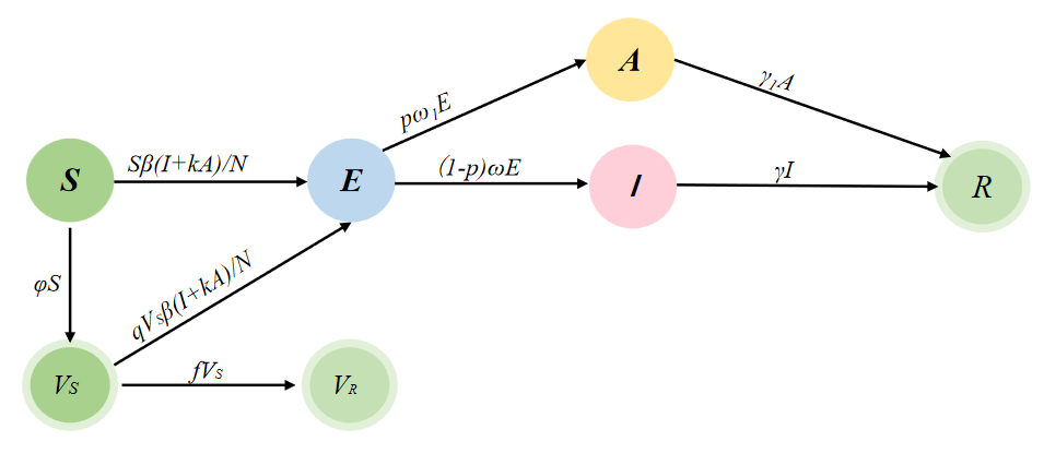 SEIAVR模型流程图
